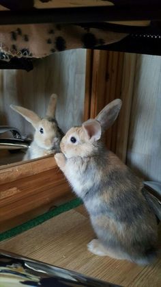 two rabbits looking at themselves in the mirror