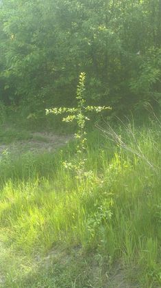 a cross in the middle of a grassy field with tall grass and trees behind it