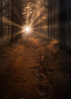 a path in the woods with light coming through it and a quote from luke 2 28