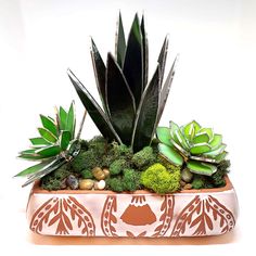 a potted plant with succulents and rocks in it on a white background