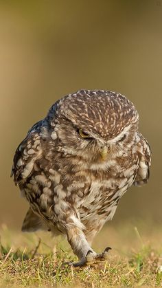 an owl is walking on the grass