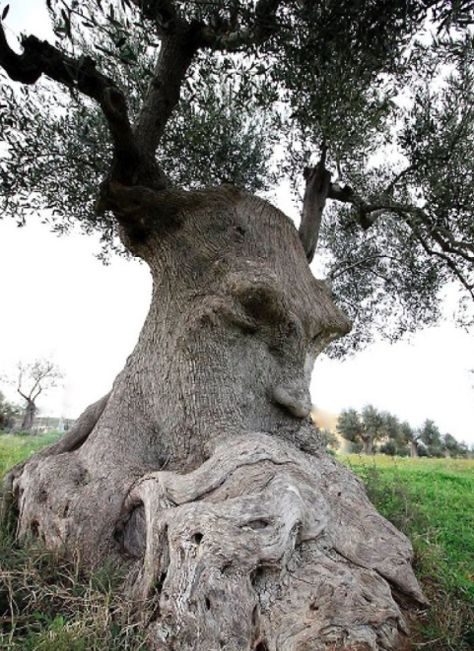 High School Principal Stands Center Stage With Step Team, Steals The Show With Incredible Moves Boom Kunst, Weird Trees, Tree People, Matka Natura, Tree Faces, Belle Nature, Puglia Italy, Old Trees, Ancient Tree