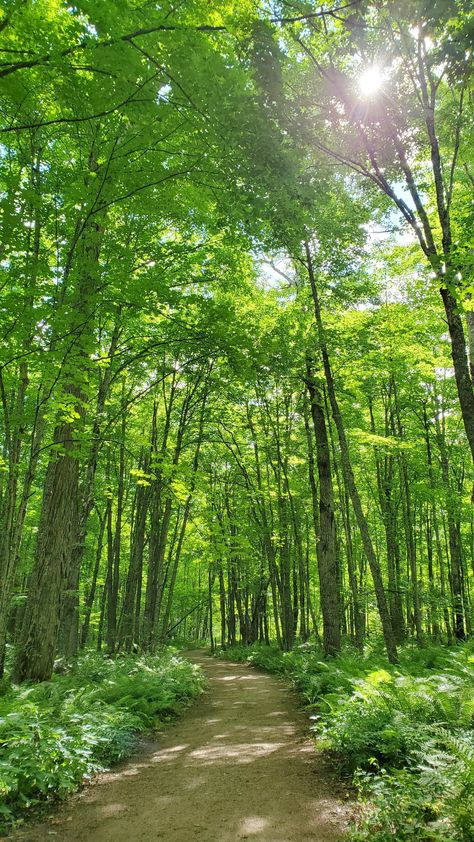 Nature, Forest Wallpaper Hd 1080p, Scenery Photography Nature, Picture Of Forest, The Upper Peninsula Michigan, Nature Photography Green, Michigan Summer Vacation, Summer Vacation Ideas, Forest Summer