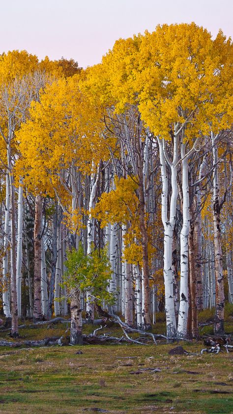 자작나무 그림, Poplar Tree, Birch Tree Art, Yellow Tree, Trees Forest, Autumn Scenes, Aspen Trees, Unique Trees, Autumn Scenery