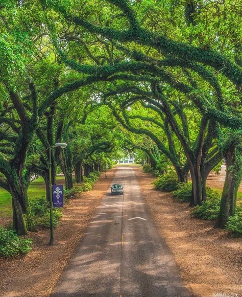 Mobile's Most Instagrammable Spots - For All Things Mobile, Eastern Shore and Gulf Coast Alabama United States Travel Bucket Lists, Alabama Travel, Gulf Shores Alabama, Estate Garden, Mobile Alabama, Riverside Park, Urban Aesthetic, Beautiful Streets, Green Park