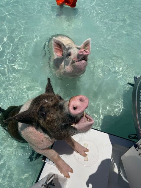 Pigs at the beach Summer Pictures, Bahamas Pigs, Place To Travel, Pretty Animals, Dream Holiday, Cute Wild Animals, Ocean Animals, Summer Dream, Sea Animals