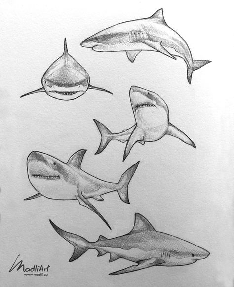 Pencil Line Art, Sketchbook Tutorial, Daily Sketchbook, Shark Drawing, Conservation Art, Animal Drawings Sketches, Shark Art, Art Sketches Pencil, Drawing Sketching