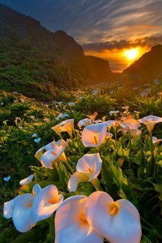 Lily Valley, Beautiful Lighting, Calla Lily, The Valley, Cityscape, Lily, Lighting