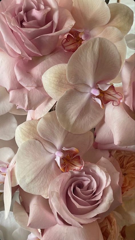Pink Orchids Aesthetic, Pink Orchid Bouquet, Orchids Aesthetic, Pink Orchids Bouquet, Feminine Wallpaper, App Ikon, Girly Wallpaper, Coquette Pink, Light Pink Flowers