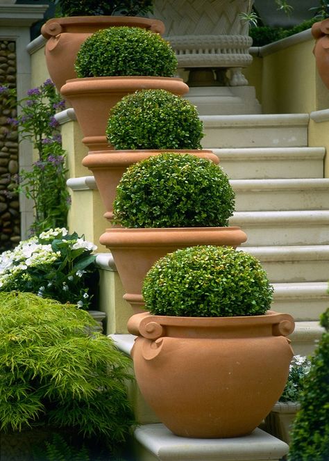 Tattoo Plant, Topiary Garden, Home Garden Design, Outdoor Gardens Design, Garden Containers, Mediterranean Garden, French Garden, Backyard Landscaping Designs, Front Garden