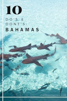 Playa Del Carmen, Florida, Oahu, Destinations, Bahamas Vacation, Bahamas Trip, Bahamas Island, Bahamas, Vacation Spots