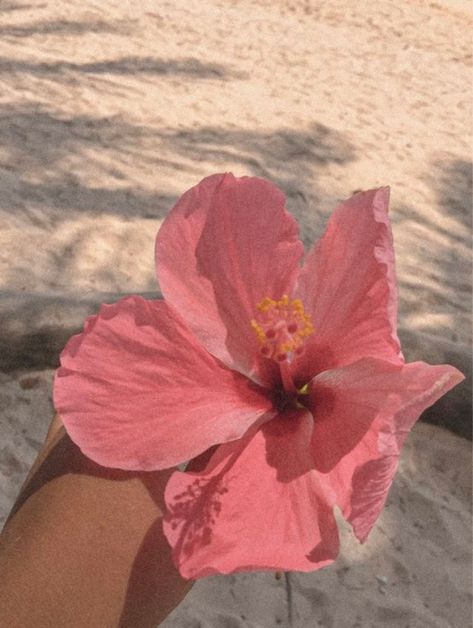 Asethic Widget Pictures, Pretty Asethic, Flowers Hibiscus, Soft Music, Write Poetry, Read And Write, Aesthetic Flowers, Nothing But Flowers, Stay Alive