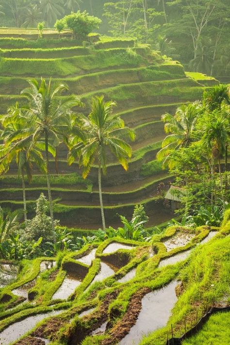 Ubud Hotels: Where To Stay In Ubud In 2020 Best Places In Bali, Bali Travel Photography, Bali Waterfalls, Things To Do In Bali, Indonesia Tourism, Ubud Hotels, Bali Itinerary, Bali Guide, Romantic Resorts