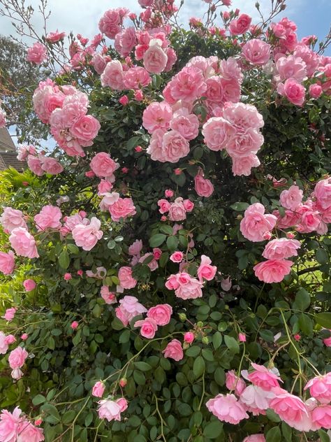 august slipped away into a moment of time #coquette #flowers #rose #pink #girl #itgirl #summer #spring Pink Lifestyle, Cottage Aesthetic, Spring Inspo, Spring Boards, Spring Mood, Pink Spring, Spring Aesthetic, Summer Inspiration, Pink Tulips