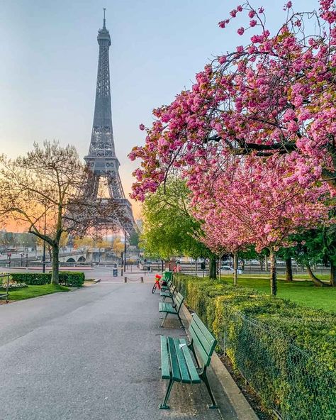 Best spots with Cherry Blossoms in Paris. You will get here all the best spots to see cherry blossoms in Paris with their exact locations, the best timing to see them, and my local tips. I'm sharing everything you need to know about the sakuras in Paris! 
Enjoy your trip to Paris in the springtime! Paris In Spring, Spring In Paris, Springtime In Paris, Paris Place, Picture Places, Paris Travel Guide, Paris Vacation, Beautiful Paris, Spring Pictures