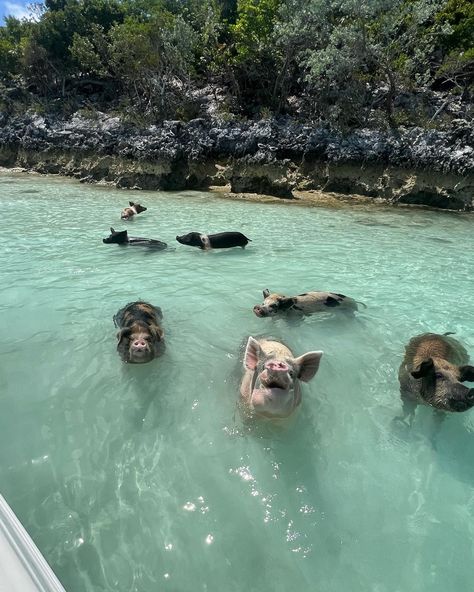 Bahamas 
Swimming pigs 
Blue water 
Island cay Pig Island Bahamas, Pig Beach Bahamas, Bahamas Pigs, Bahamas Pictures, Pig Island, Pig Beach, Island Aesthetic, Swimming Pigs, Bahamas Travel