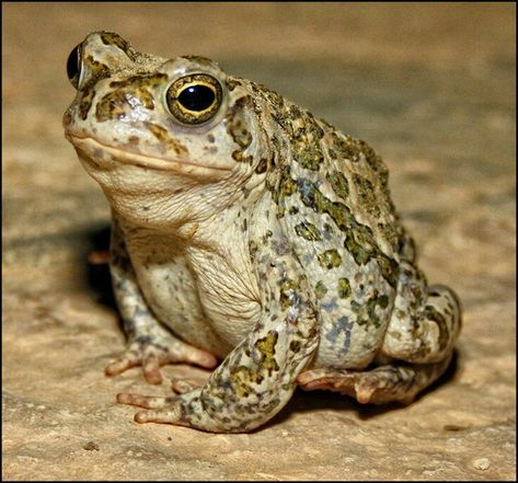 Beautiful Frogs Reptiles And Amphibians, Toad Photograph, Toad Reference, Toad Animal, Frog Pictures, Green Frog, Frog And Toad, Cute Frogs, Black Dog