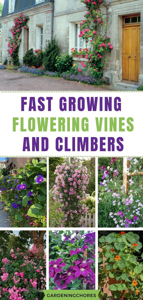 Unlock the Beauty: Why Flowering Vines Are Essential for Your Garden Oasis! 🌸🌿 Vine Ideas Garden, Patio With Vines, Growing Vines On Pergola, Vining Plants For Privacy, Vines In Garden, Vine Growing On Wall, Vine Climbing Trellis, Patio Vines Ideas, Vine Garden Wall