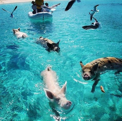 Pig Island Bahamas, Swimming Pigs Bahamas, Bahamas Pigs, Pig Island, Exuma Bahamas, Swimming Pigs, Atlantis Bahamas, Shark Photos, Bahamas Vacation