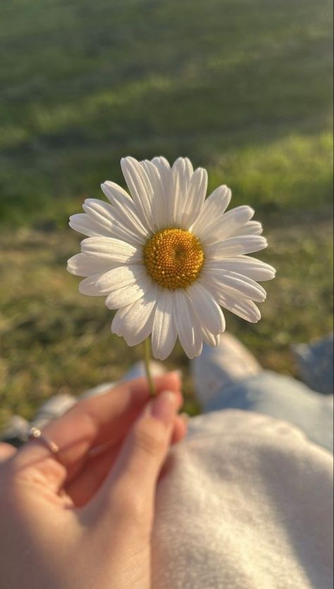 Flowers Dp, Daisy Wallpaper, Photos For Profile Picture, Flowers Photography Wallpaper, Flower Iphone Wallpaper, Whatsapp Wallpaper, Nothing But Flowers, Cute Flower Wallpapers, Wallpaper Nature Flowers