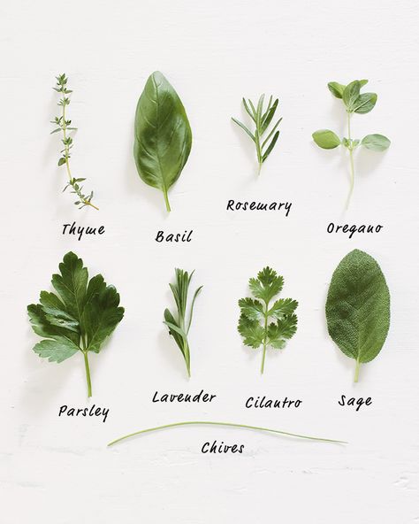 How to Grow Herbs | A Couple Cooks Herb Garden, Growing Herbs In Pots, Couple Cooking, Decoration Plante, Healing Herbs, Growing Herbs, Planting Herbs, Garden Center, Fresh Herbs