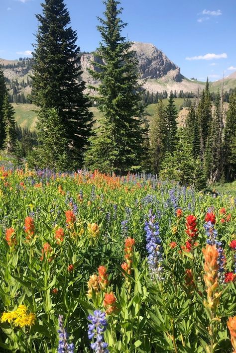 Nature, Wyoming Wildflowers Tattoo, Jackson Hole Wyoming Aesthetic, Wyoming Flowers, Wyoming Lifestyle, Wyoming Farm, Wyoming Aesthetic, Wyoming Wildflowers, Wyoming Homes