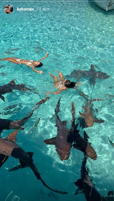 Marine Biology, Sharks Swimming, Bahamas Travel, Bahamas Vacation, Bahamas Cruise, Shark Swimming, Senior Trip, Aesthetic Moodboard, Ocean Vibes