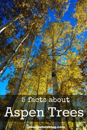 I love Aspen trees! Nature, Aspen Tattoo, Aspen Tree Tattoo, Aspen Trees Tattoo, Aspen Trees Photography, Nature Facts, Hiking Colorado, Quaking Aspen, Cool Facts