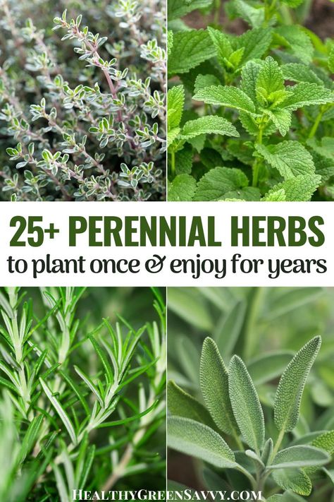 Fall Herbs To Plant, Corner Herb Garden Ideas, Edible Herbs And Flowers, Good Herbs To Grow, How To Grow Your Own Tea Garden, Perennial Edible Garden, Herb Garden Pictures, Herbs That Are Perennials, Vegetable Herb Garden