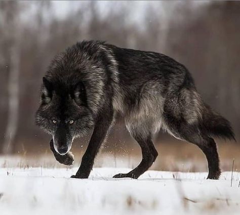 15 Stunning Wolf Facts – The Paws Wolf Poses, Wolf Photography, Wolf Images, Wolf Photos, Timber Wolf, Wolf Spirit Animal, Wolf Love, Wild Wolf, Animal Study