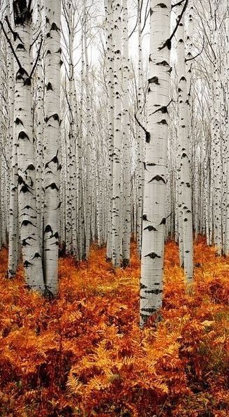 Beautiful aspen trees! 자작나무 그림, Aspen Forest, White Trees, Orange Leaves, Image Nature, Have Inspiration, Aspen Trees, 수채화 그림, Autumn Nature