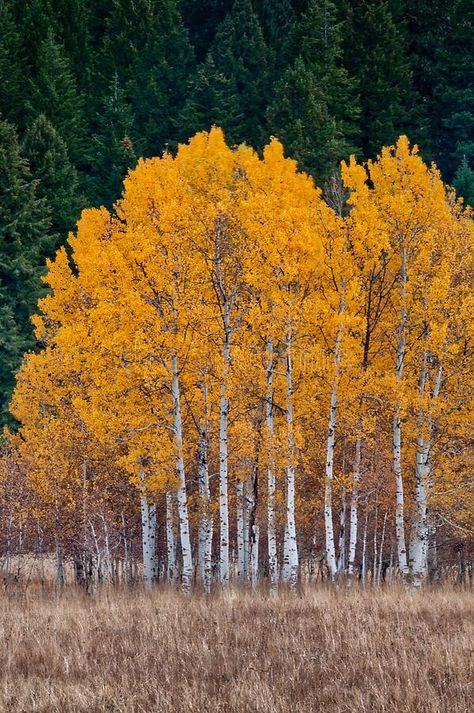 Autumn Aspen Trees, Photos Of Trees Photography, Autumn Birch Trees, Painting Aspen Trees, Colorado Aspens Fall, Aspen Trees Landscaping, Birch Trees Photography, Autumn Trees Photography, White Bark Trees