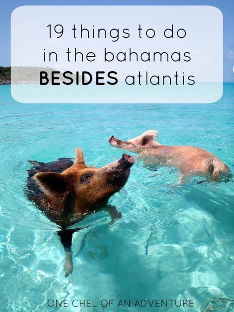 19 Things To Do in The Bahamas... Besides Atlantis Resort | One Chel of an Adventure Pig Island, Pig Beach, Maya Bay, Swimming Pigs, Bahamas Travel, Bahamas Vacation, Bahamas Island, Caribbean Travel, The Bahamas