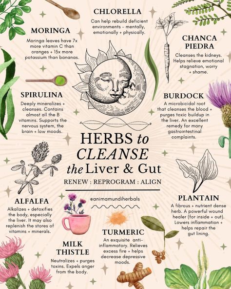 Detoxifying Herbs, Cleanse The Liver, Medical Herbs, Magia Das Ervas, Magic Herbs, Herbal Apothecary, Natural Healing Remedies, Herbal Healing, Herbal Magic