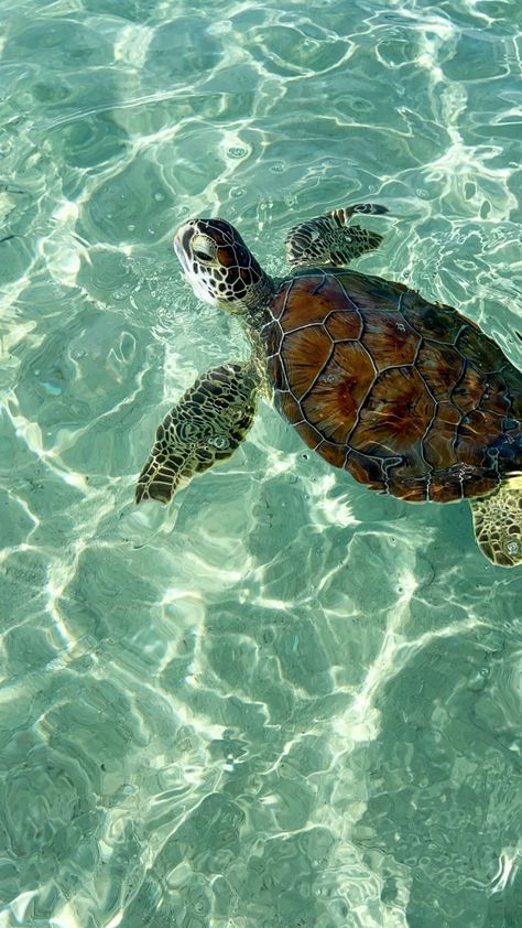 Sea Turtle Wallpaper, Turtle Wallpaper, Cute Summer Wallpapers, Beautiful Sea Creatures, Animale Rare, Pretty Landscapes, Ocean Vibes, 140 Pounds, Summer Inspiration