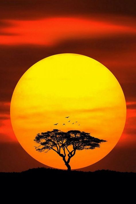 Sun, A Tree, The Sun, Birds, Orange, Red