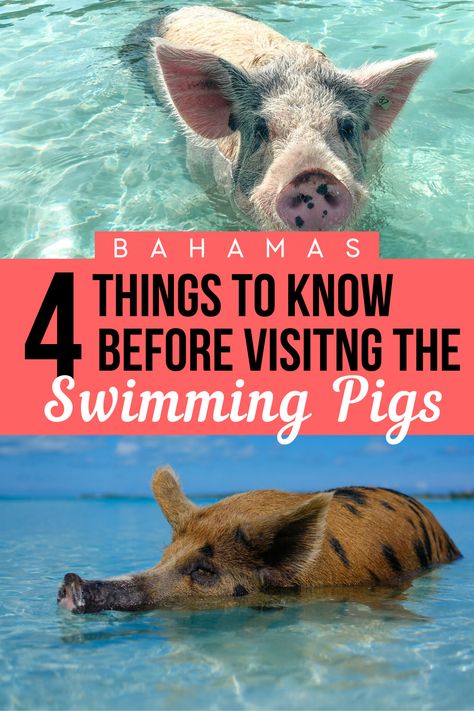 A useful guide to visiting the Bahamas Pigs at Pigs Beach. The famous Bahamas Swimming Pigs live on a small island, Big Major Cay, in the Exuma Cays (archipelago of 365 islands). There are many tour operators with tours to the Swimming Pigs from Nassau to Exuma by plane and boat. #pigbeach #bahamaspigs Nassau Bahamas Beaches, Swimming Pigs Bahamas, Pig Beach Bahamas, Exuma Pigs, Bahamas Pigs, Atlantis Resort Bahamas, Carribean Beach, Solo Activities, Bahamas Travel Guide