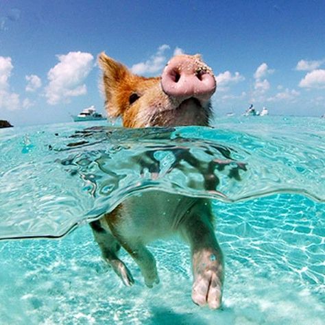 “One for the bucket list: Swimming with the Bahamas pigs ” The Bucket List, Bahamas Pigs, Motivation Mantra, Pig Beach, Swimming Pigs, Baby Pigs, The Bahamas, Cute Animal Photos, Holiday Inspiration