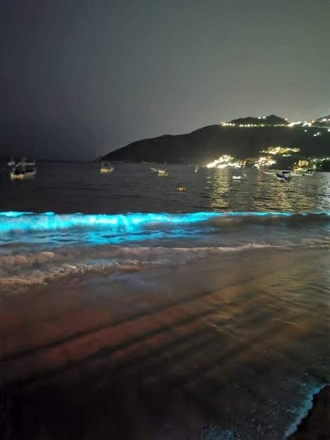 Tras 60 años de oscuridad, así brilló una playa de Acapulco por bioluminiscencia (VIDEO) | M�éxico Desconocido Cancun, Nature, Fauna Marina, Lions Gate, Instagram Story Ideas, Llama, Glow In The Dark, Instagram Story, Places To Go