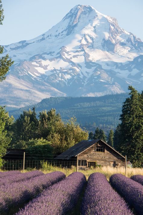 Oregon Living Aesthetic, Oregon Waterfalls Road Trip, Oregon House Aesthetic, Portland Oregon Aesthetic, Oregon Houses, Houses In Oregon, Oregon Farm, Oregon Spring, Oregon Vineyards