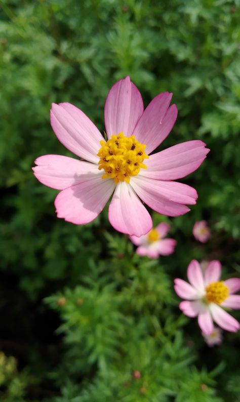 Bunga kenikir Nature Photography, Coral, Cosmos, Nature, Bonito, Coral Bells Plant, Packing Box Design, Coral Bells, Flower Sketches