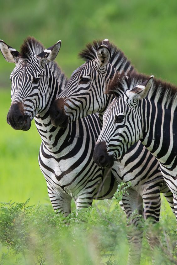 Zebras | Zambia Safari | by Jamen Percy