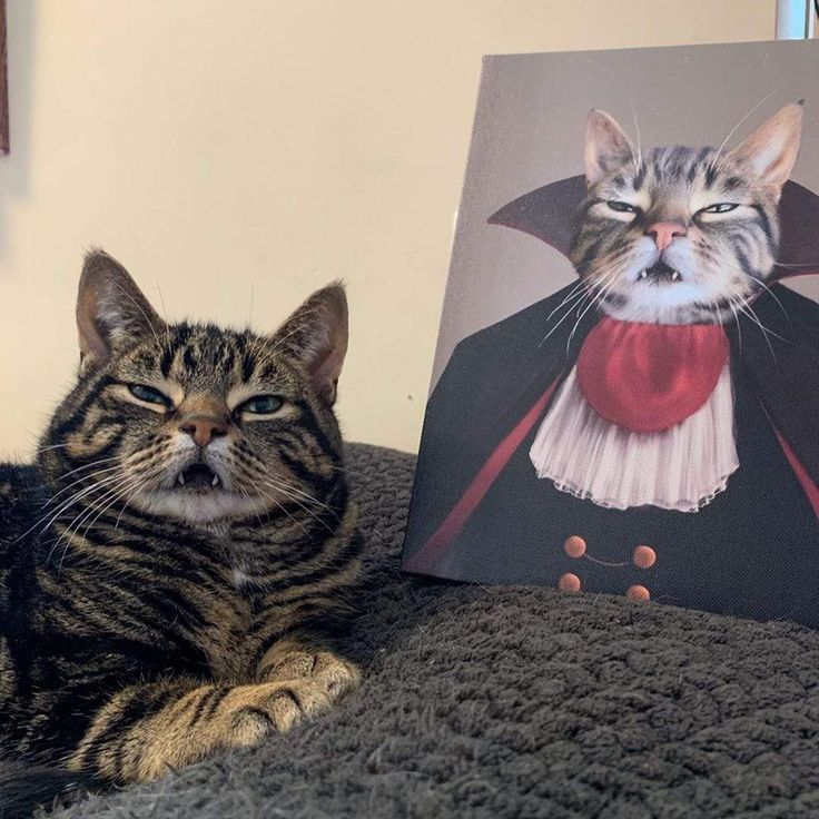 a cat laying on top of a blanket next to a portrait of a cat wearing a hat