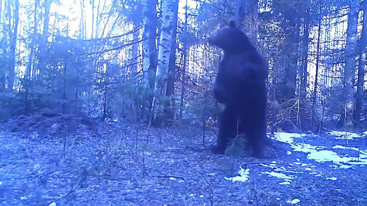 Танцующий медведь попал в фотоловушку