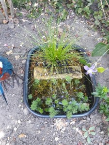 A washing up bowl pond, with lots of foliage