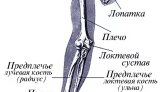 Строение костей руки