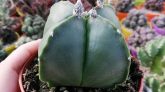 Astrophytum quadricostatum