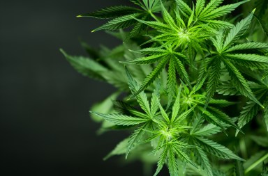 Cannabis - Marijuana plant