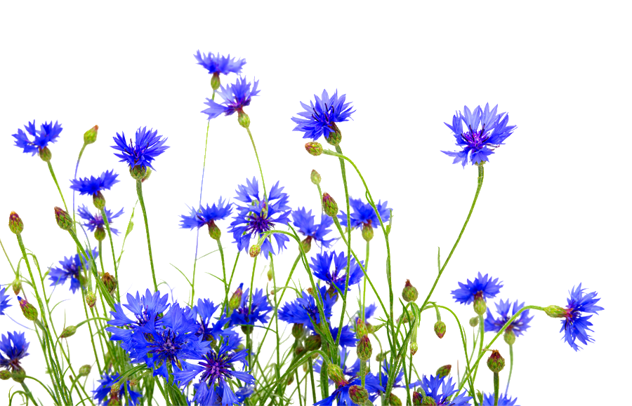 6-Flores-Centaurea-Cyanus-Cornflower-Lule-Ciani.png