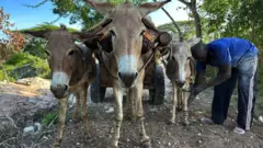 Un âne peut faire la différence entre des moyens de subsistance modestes et la misère pour de nombreuses personnes vivant dans des communautés rurales pauvres.